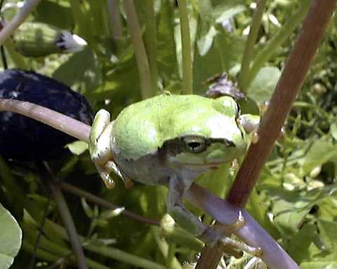 �̂�т�ЂȂ��ڂ���