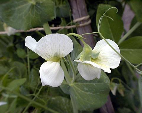 �t�E�E�E����'2000