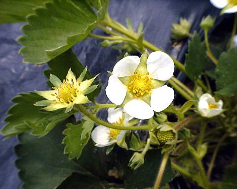 �t�E�E�E����'2000